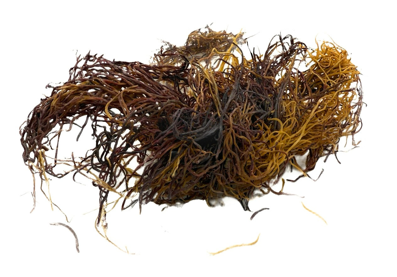 Raw Seamoss 2oz | 100% Authentic | Honduran Gracilaria Imported